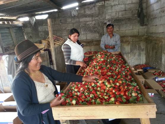 Grading strawberries at harvest time