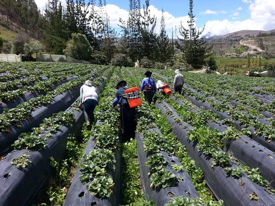 Harvesting strawberries on Ecuadorian farm