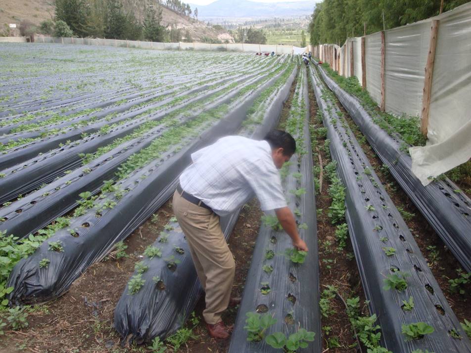 Strawberry field Ecuador