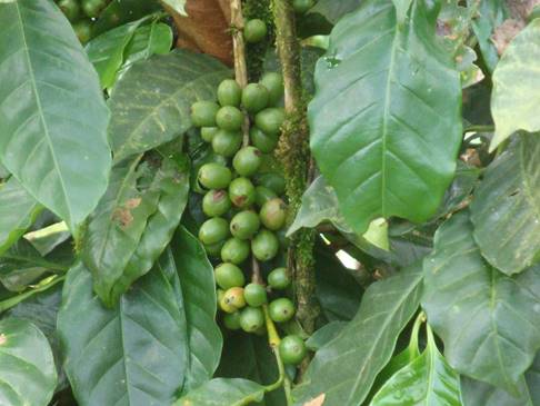Coffee Nicaragua