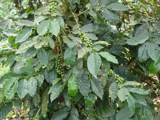 Coffee tree Nicaragua
