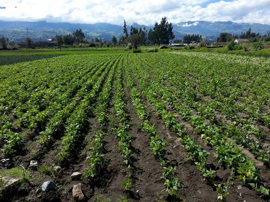 Ecuadorian truck farming on small plots of ground. 