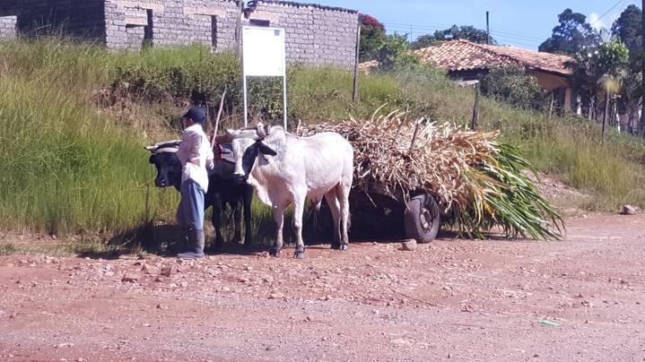 Honduras ox cart