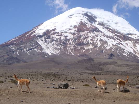 LLamas Ecuador Chimborazo Provincia