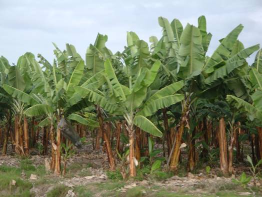 Banana plantations Machala, Ecuador