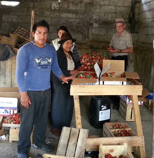 grading strawberries at harvest time in Ecuador